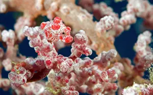 Trawangan: Pygmy Seahorse