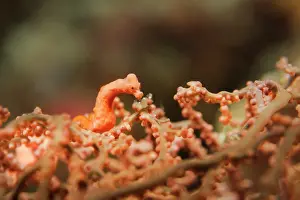 Alcyonaria: Pygmy Seahorse
