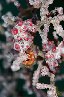 Hippocampus: Pygmy Seahorse