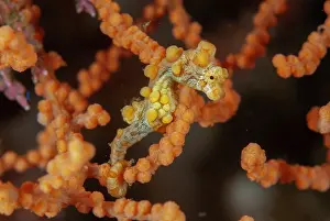 Straits: Pygmy Seahorse