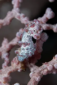 Straits: Pygmy Seahorse