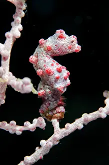 Papua: Pygmy Seahorse