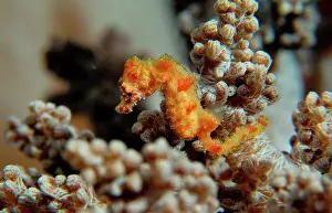 Pigmy: Pygmy Seahorse - this is the a new kind of Pigmy