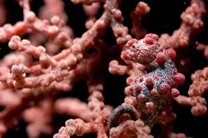 Bargibanti: Pygmy Seahorse in Pink Fan