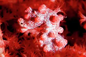 Seahorses: Pygmy Seahorse in red coral