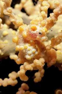 Disguise: Pygmy Seahorse on sea fan