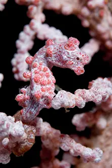 Seahorses: Pygmy Seahorse on sea fan