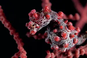Retreat: Pygmy Seahorse - on sea fan