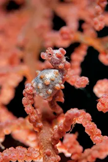 Angel: Pygmy Seahorse - on sea fan