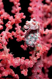 Retreat: Pygmy Seahorse - on sea fan