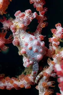 Polyp: Pygmy Seahorse - on sea fan