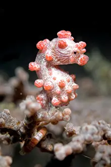 Polyp: Pygmy Seahorse - on sea fan