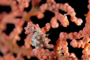 Angel: Pygmy Seahorse - on sea fan