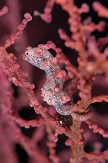 Crazy: Pygmy Seahorse - on sea fan