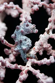 Hippocampus: Pygmy Seahorse - on sea fan
