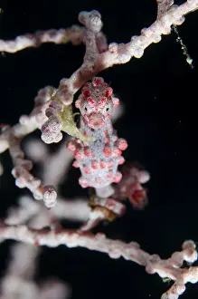 Seahorses: Pygmy Seahorse - on sea fan - Yilliet Kecil dive