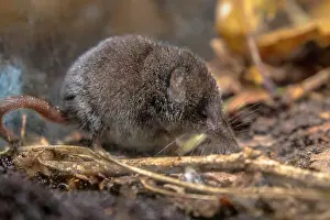 Groningen: Pygmy shrew