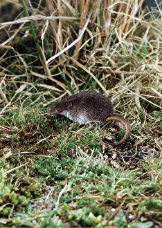 Shrews: PYGMY SHREW