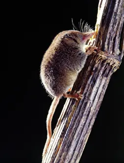 Shrews: PYGMY SHREW - climbing branch