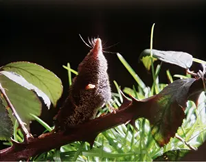 Bramble: Pygmy SHREW - sniffing the air