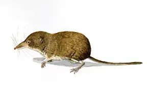 Shrew: Pygmy Shrew (Sorex minutus) walking over the gr