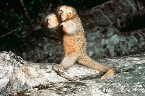 Silky: Pygmy or Silky Anteater (Cyclopes didactylus) standing on it
