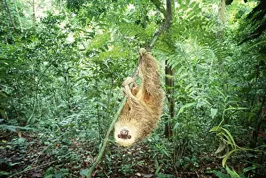 Silky: Pygmy or Silky Anteater (Cyclopes didactylus) standing