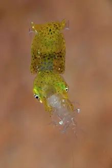 Dash: Pygmy Squid with shrimp (Palaemonidae Family)