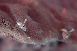 Sponge: Pygmy Triplefins - on sponge