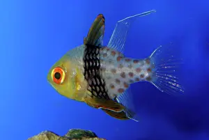 Cardinalfishes: Pyjama Cardinalfish