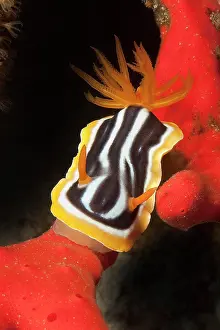 Rope: Pyjama star snail (Chromodoris quadricolor), nud