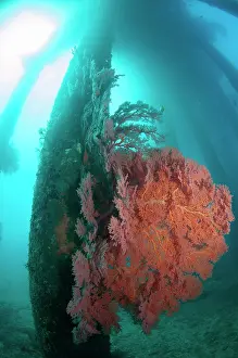 Fans: Pylons with Sea Fans
