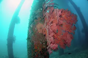 Fans: Pylons with Sea Fans