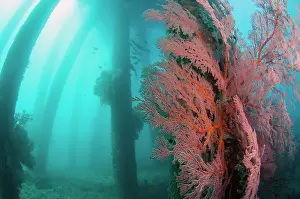 Fans: Pylons with Sea Fans