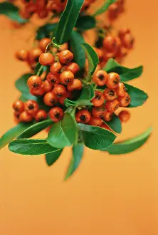 Coccinea: Pyracantha