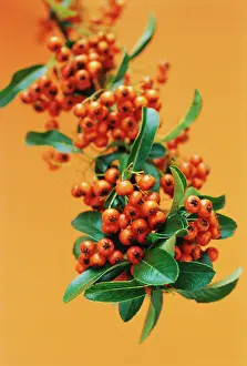 Coccinea: Pyracantha