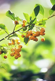 Pyracantha: Pyracantha