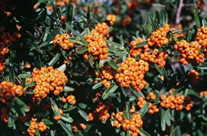 Coccinea: Pyracantha coccinea