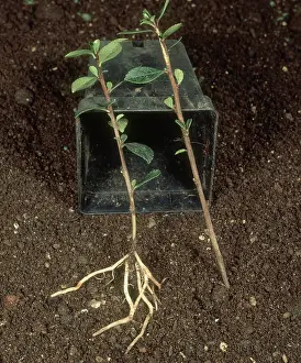 Chemicals: Two Pyracantha cuttings