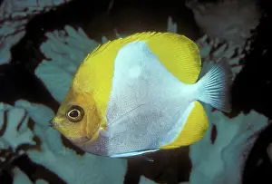 Polylepis: Pyramid Butterflyfish