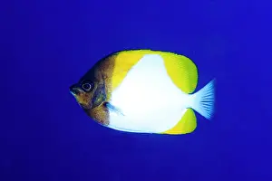 Butterflyfish: Pyramid Butterflyfish