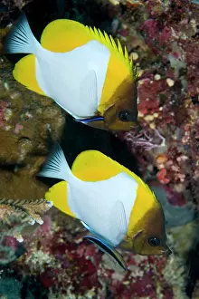 Butterflyfish: Pyramid Butterflyfish - pair being cleaned by pair