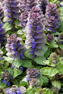 Bugle: Pyramidal bugle