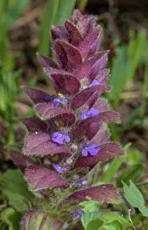 Angiosperm: Pyramidal Bugle, Ajuga pyramidalis, in flower in