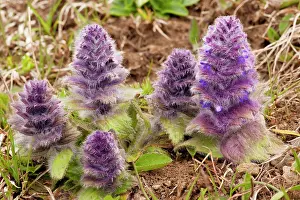 Bugle: Pyramidal Bugle - in the Great Caucasus