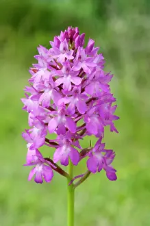 Anacamptis: Pyramidal orchid