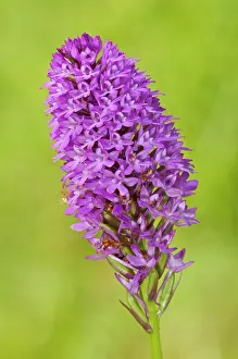 Anacamptis: Pyramidal Orchid