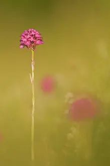 Anacamptis: Pyramidal Orchid