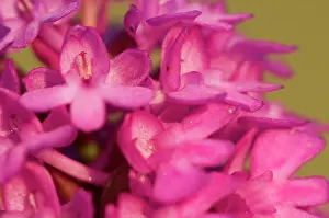Anacamptis: Pyramidal Orchid