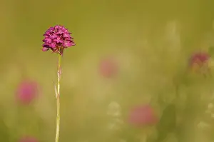 Anacamptis: Pyramidal Orchid